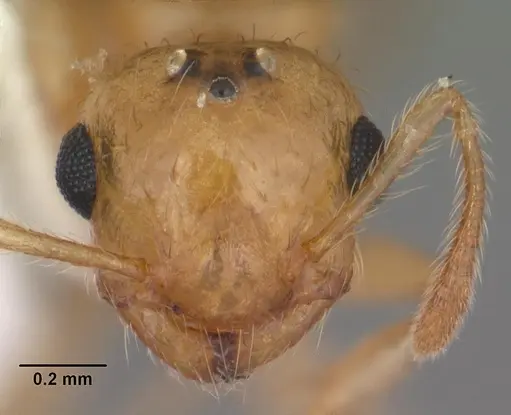 Crematogaster minutissima - CASENT0103791