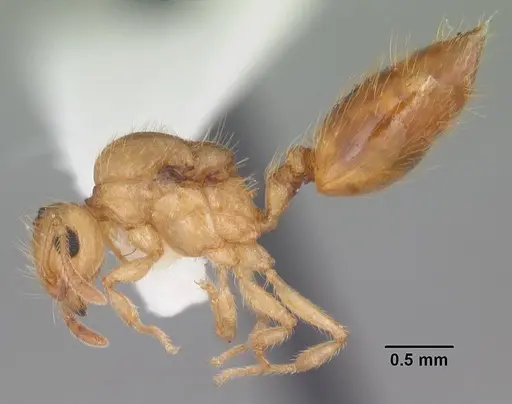 Crematogaster minutissima - CASENT0103791