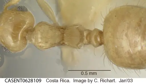Crematogaster minutissima - CASENT0628109