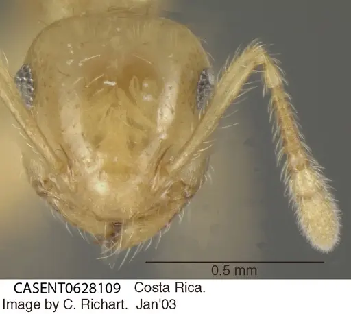 Crematogaster minutissima - CASENT0628109