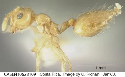 Crematogaster minutissima - CASENT0628109