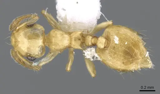 Crematogaster minutissima - CASENT0914573