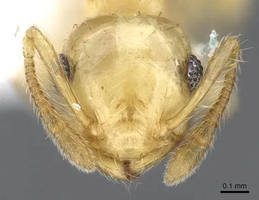 Crematogaster minutissima - CASENT0914573