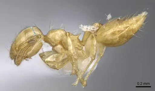 Crematogaster minutissima - CASENT0914573