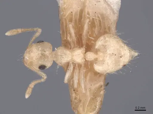 Crematogaster minutissima - FMNHINS0000047839