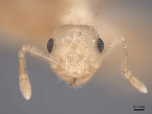 Crematogaster minutissima - FMNHINS0000047839