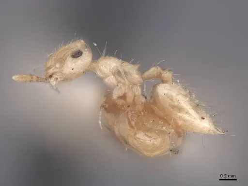 Crematogaster minutissima - FMNHINS0000047839