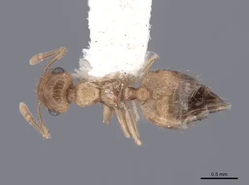 Crematogaster minutissima - FMNHINS0000047846