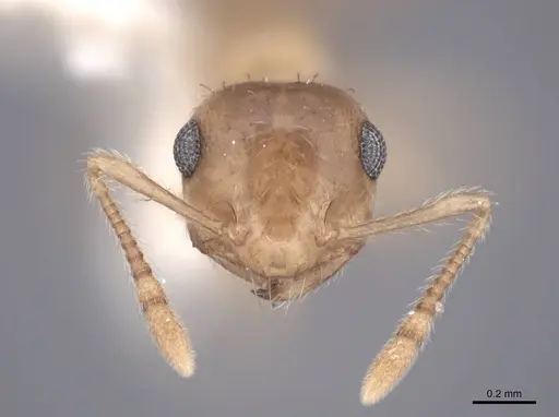 Crematogaster minutissima - FMNHINS0000047846