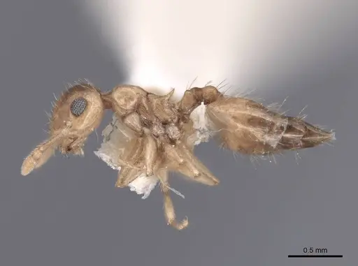 Crematogaster minutissima - FMNHINS0000047846