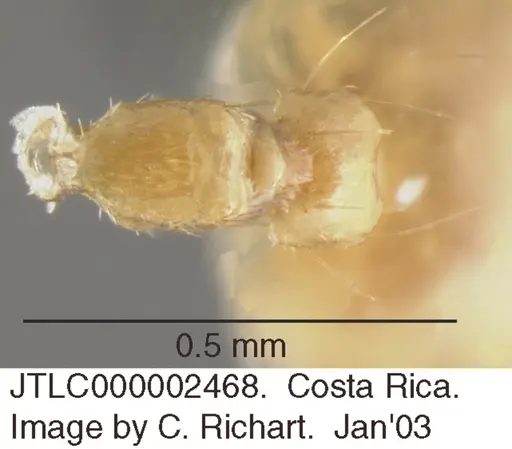 Crematogaster minutissima - JTLC000002468