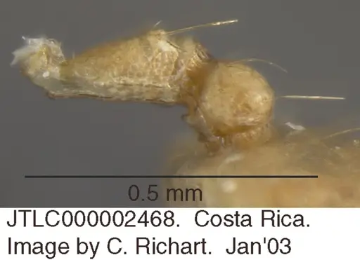 Crematogaster minutissima - JTLC000002468
