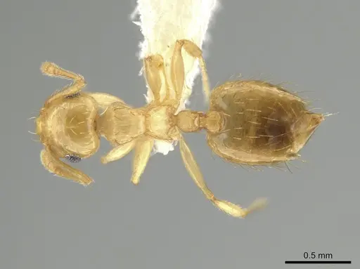 Crematogaster minutissima - JTLC000006537