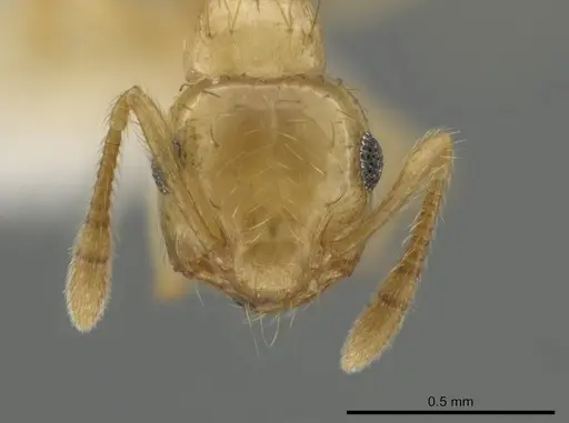 Crematogaster minutissima - JTLC000006537