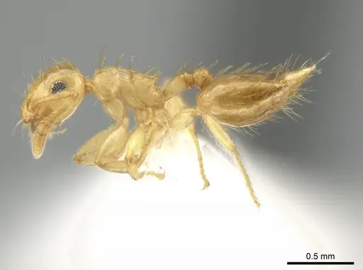 Crematogaster minutissima - JTLC000006537