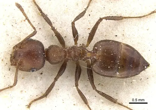 Crematogaster misella specimen