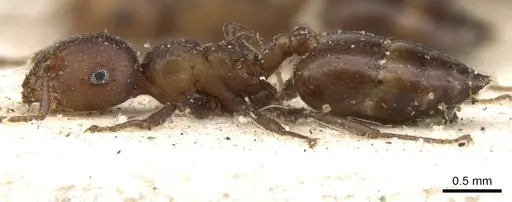 Crematogaster misella specimen