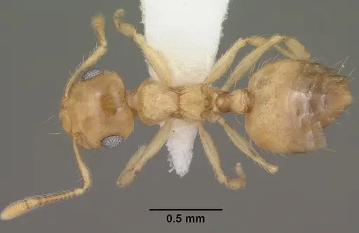 Crematogaster missouriensis specimen
