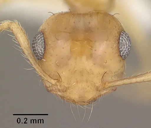 Crematogaster missouriensis specimen