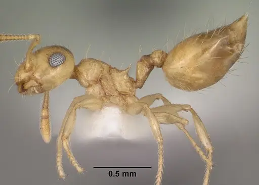 Crematogaster missouriensis specimen