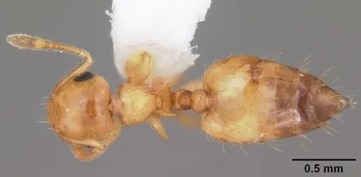 Crematogaster missouriensis - CASENT0103794