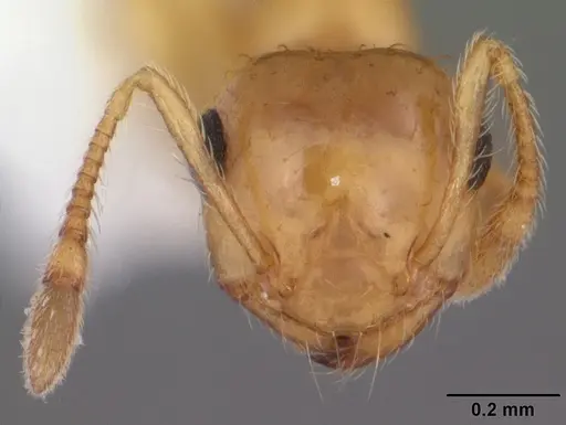 Crematogaster missouriensis - CASENT0103794