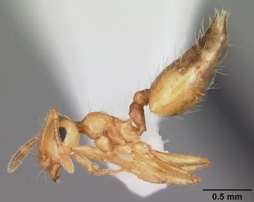 Crematogaster missouriensis - CASENT0103794