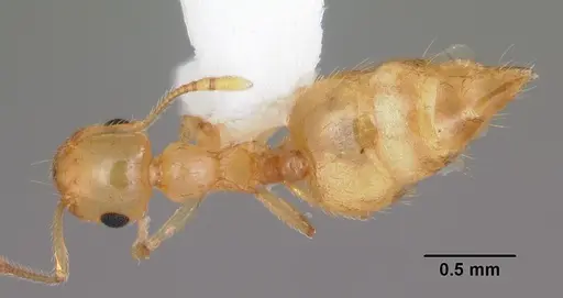 Crematogaster missouriensis - CASENT0103795