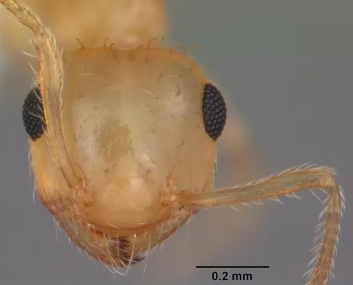 Crematogaster missouriensis - CASENT0103795