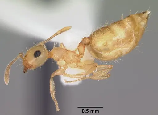 Crematogaster missouriensis - CASENT0103795
