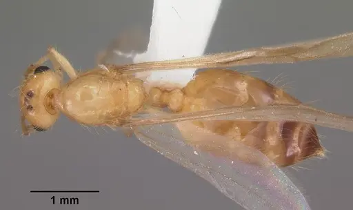 Crematogaster missouriensis - CASENT0103796