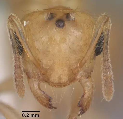 Crematogaster missouriensis - CASENT0103796