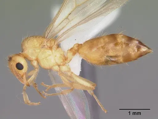 Crematogaster missouriensis - CASENT0103796