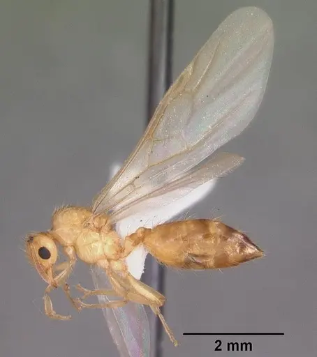 Crematogaster missouriensis - CASENT0103796