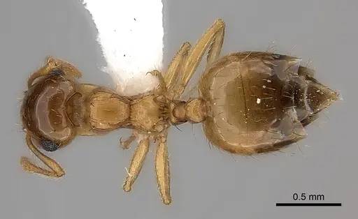 Crematogaster missouriensis - CASENT0170171