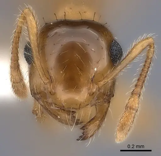 Crematogaster missouriensis - CASENT0170171