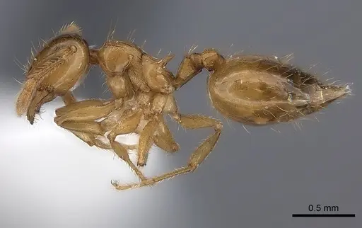 Crematogaster missouriensis - CASENT0170171