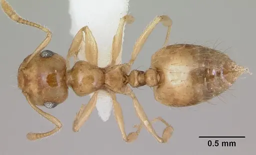 Crematogaster missouriensis - CASENT0172944