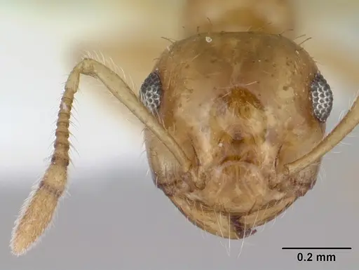 Crematogaster missouriensis - CASENT0172944