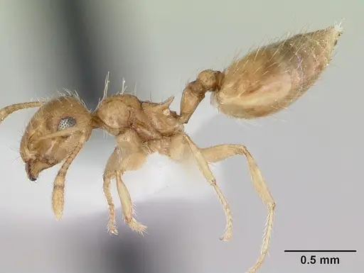 Crematogaster missouriensis - CASENT0172944