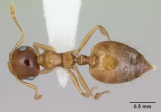 Crematogaster missouriensis - CASENT0172945