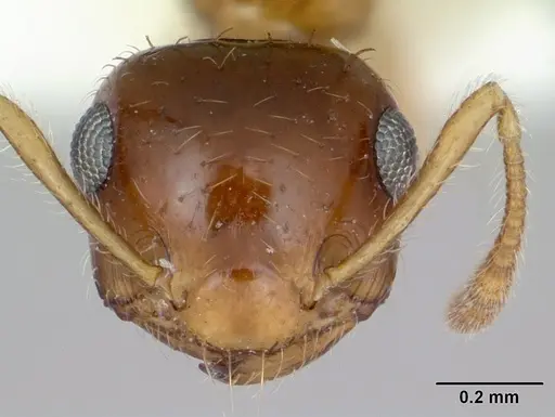 Crematogaster missouriensis - CASENT0172945