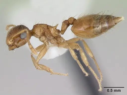 Crematogaster missouriensis - CASENT0172945