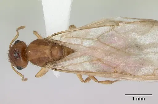 Crematogaster missouriensis - CASENT0172946