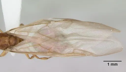 Crematogaster missouriensis - CASENT0172946