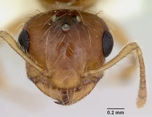 Crematogaster missouriensis - CASENT0172946