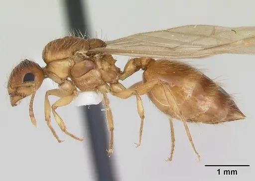 Crematogaster missouriensis - CASENT0172946