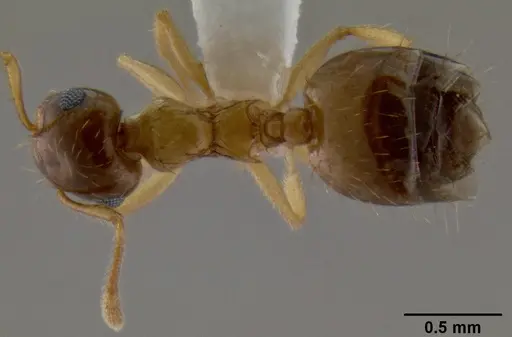 Crematogaster missouriensis - CASENT0193697