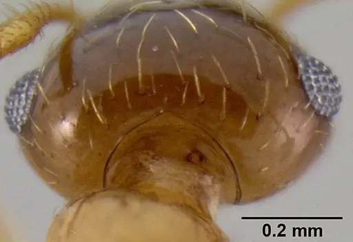 Crematogaster missouriensis - CASENT0193697