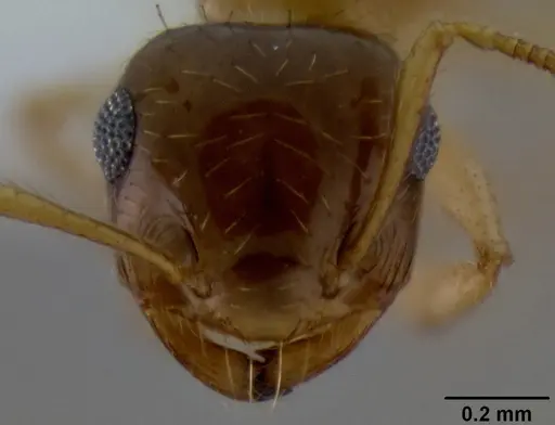 Crematogaster missouriensis - CASENT0193697